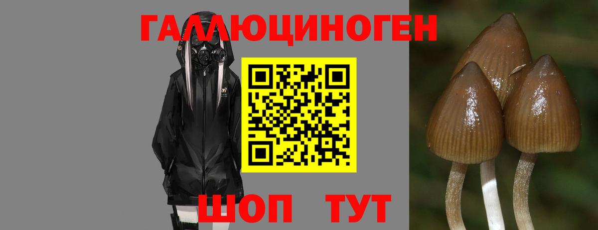 Псилоцибиновые грибы мицелий Буйнакск